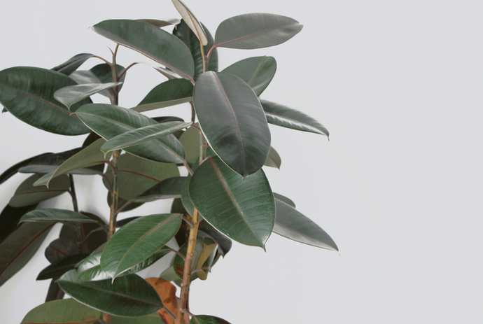 El árbol del Hule, ¡Una excelente opción como planta de interior!