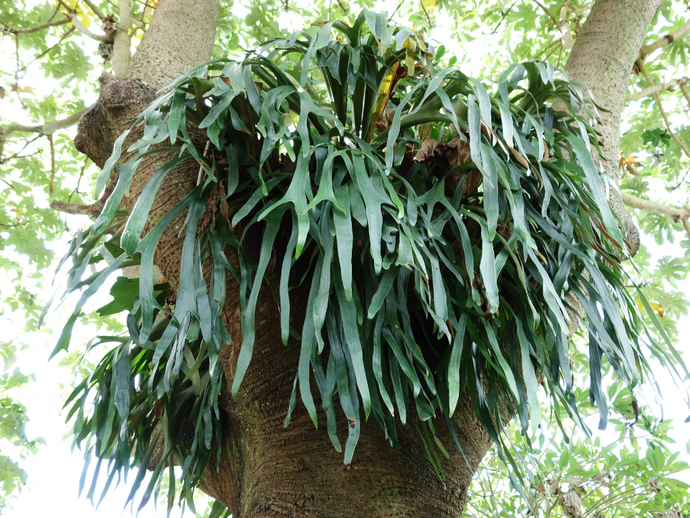 El Helecho Cuerno de Alce: la elegancia hecha planta.