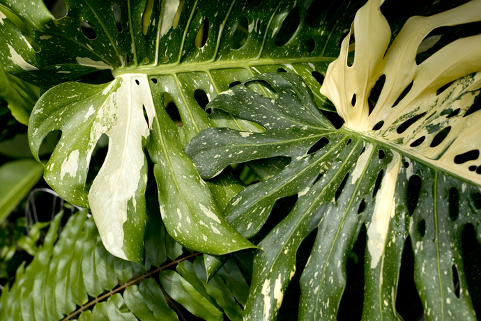 ¿Alguna vez has observado pigmentaciones blancas, amarillas o de otros colores en tus plantas? ¡Podría tratarse de una planta variegata!