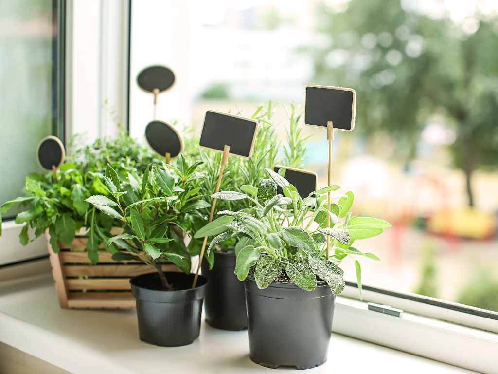 Plantas aromáticas en casa: un jardín que despierta tus sentidos.