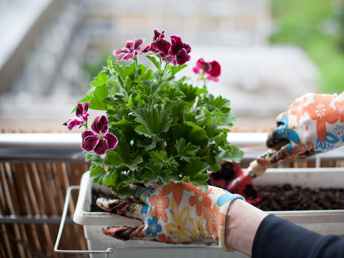 Cómo cuidar de tus plantas en primavera (y cuando el calor aprieta)