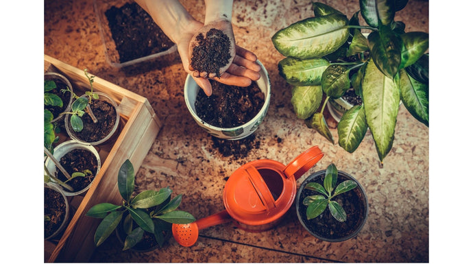 ¡El cuidado de tus plantas!