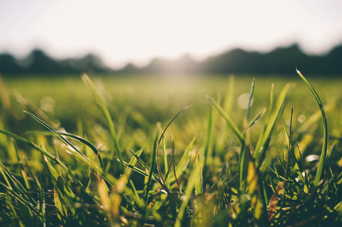 El pasto, uno de los elementos más característicos y llamativos de un jardín.