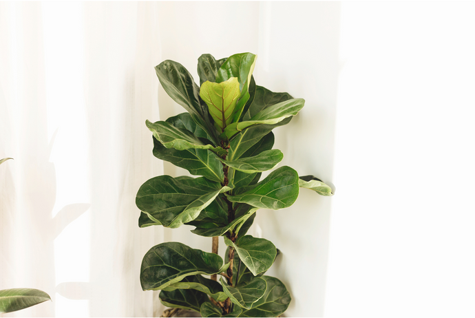 El Ficus Pandurata: Un toque de naturaleza y elegancia en tu hogar. Guía práctica para su cuidado.