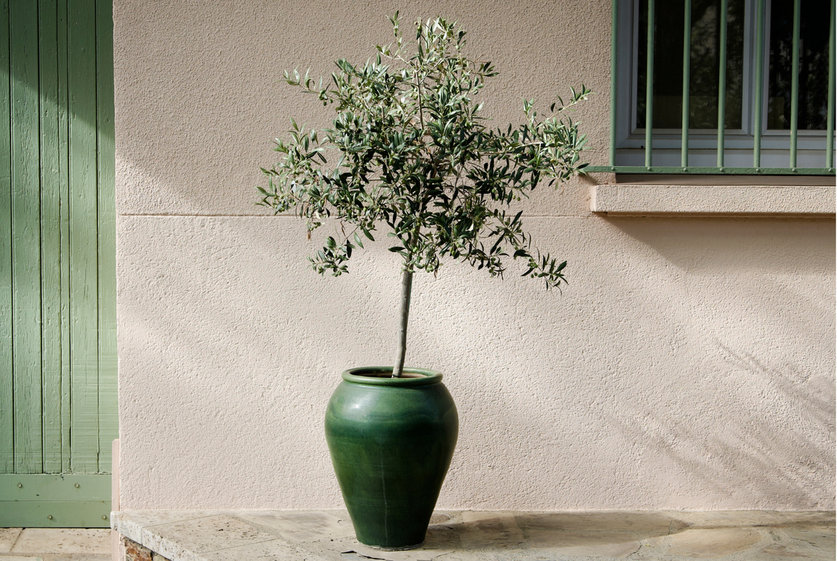 Tener un Olivo en casa es más fácil de lo que piensas ¡Descubre como cuidar y disfrutar de la elegancia de este árbol milenario"