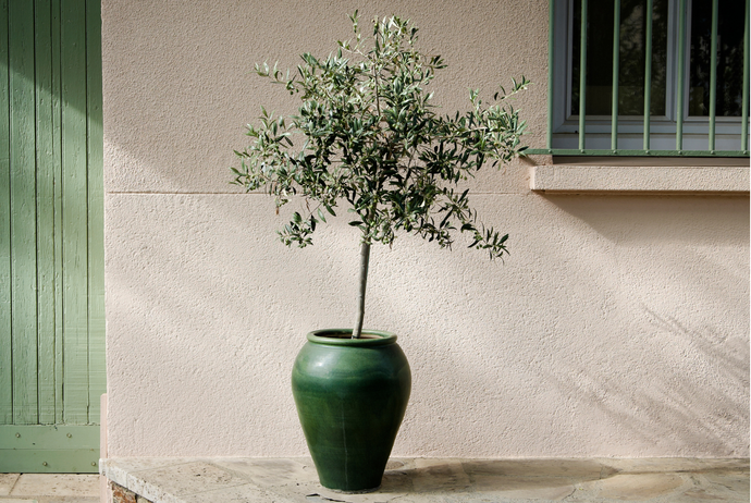 Tener un Olivo en casa es más fácil de lo que piensas ¡Descubre como cuidar y disfrutar de la elegancia de este árbol milenario"