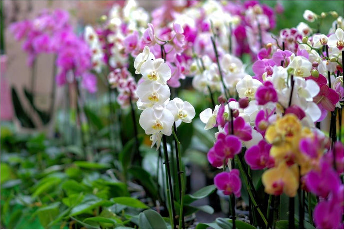 El cuidado de las orquídeas