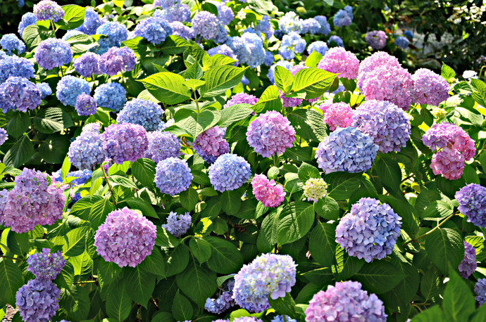 Si te gustan las flores ¡Seguro has escuchado hablar de las Hortensias!