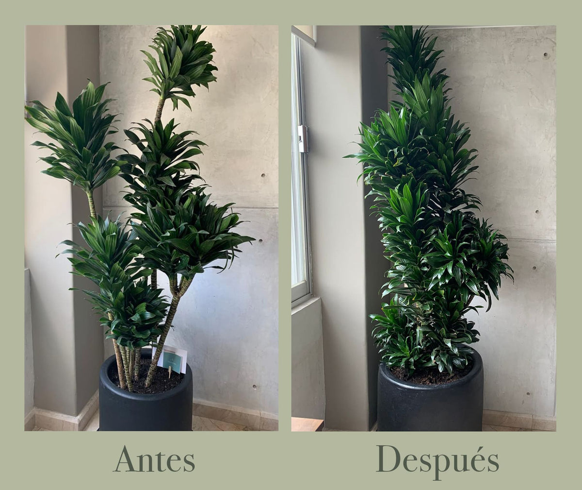 Dracena piña