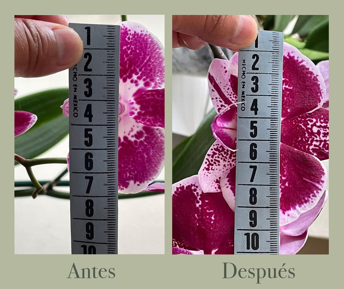 Orquídea