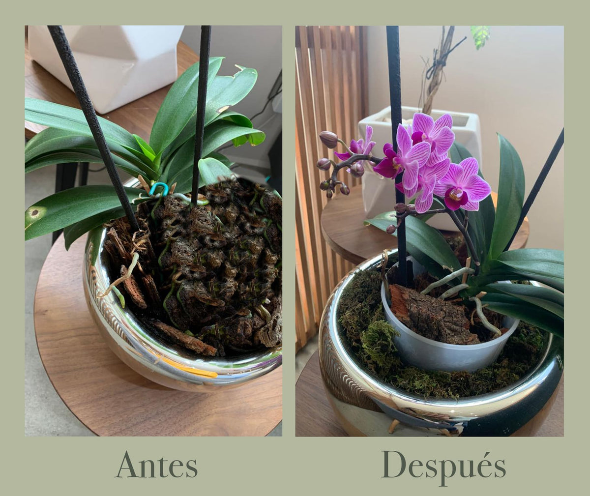 Orquídea