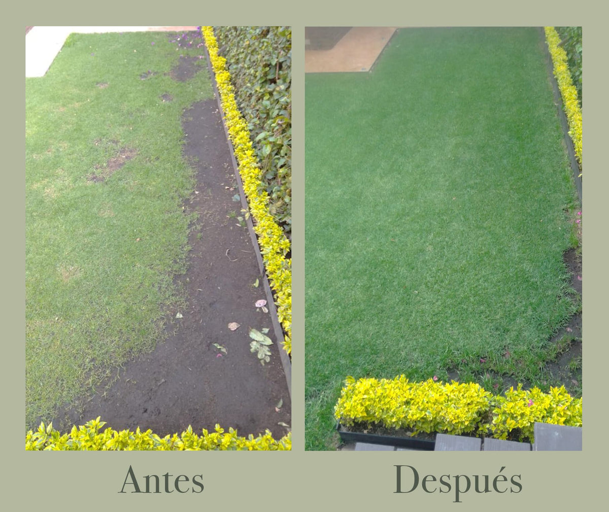 Pasto