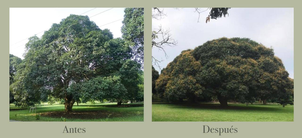 Árbol de mangos