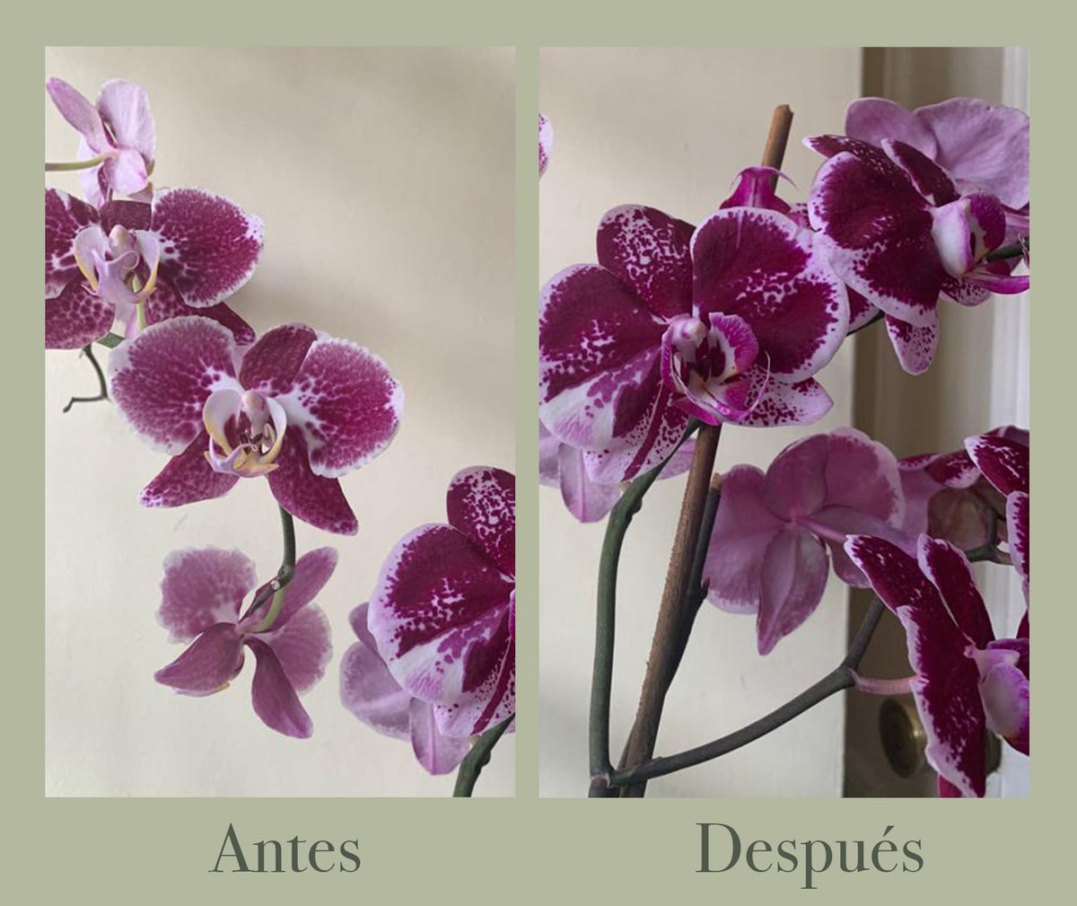 Orquídea