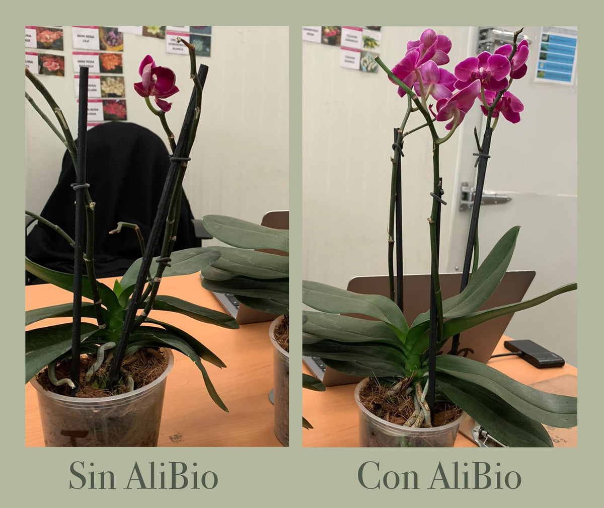 Orquídea