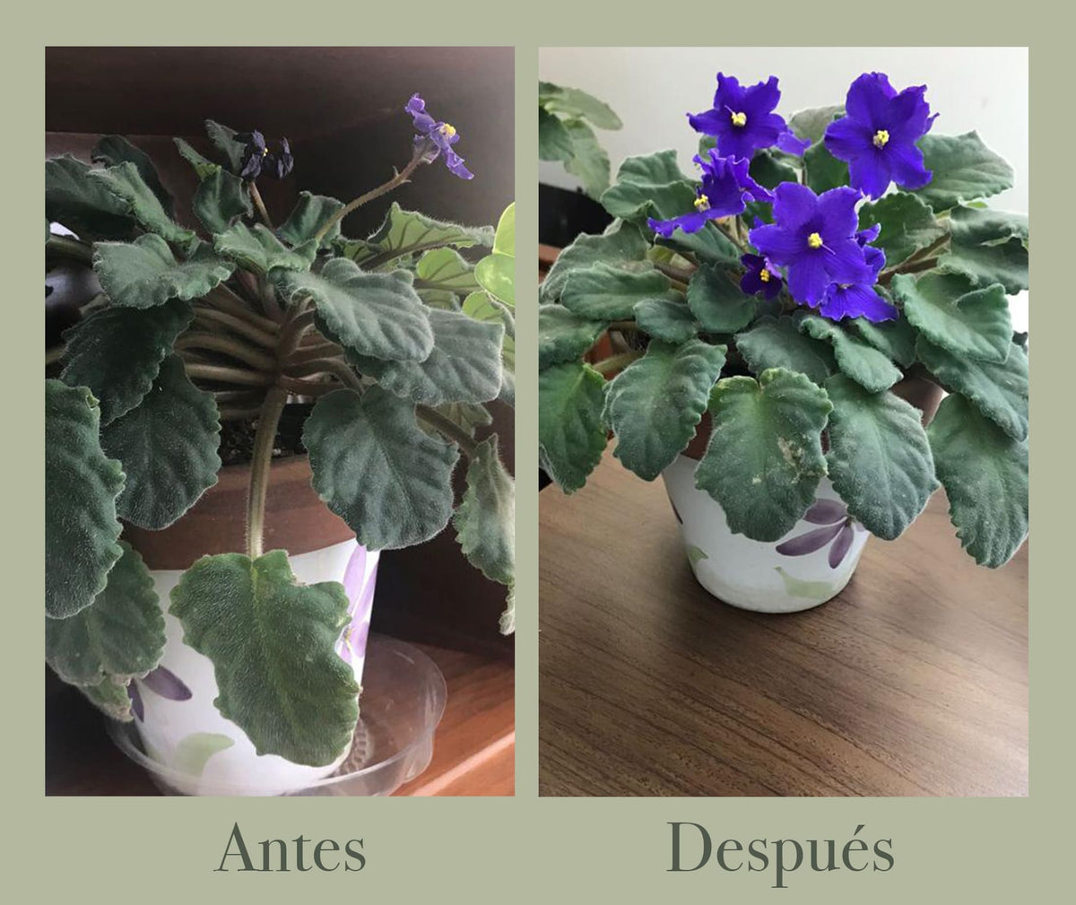 Violeta