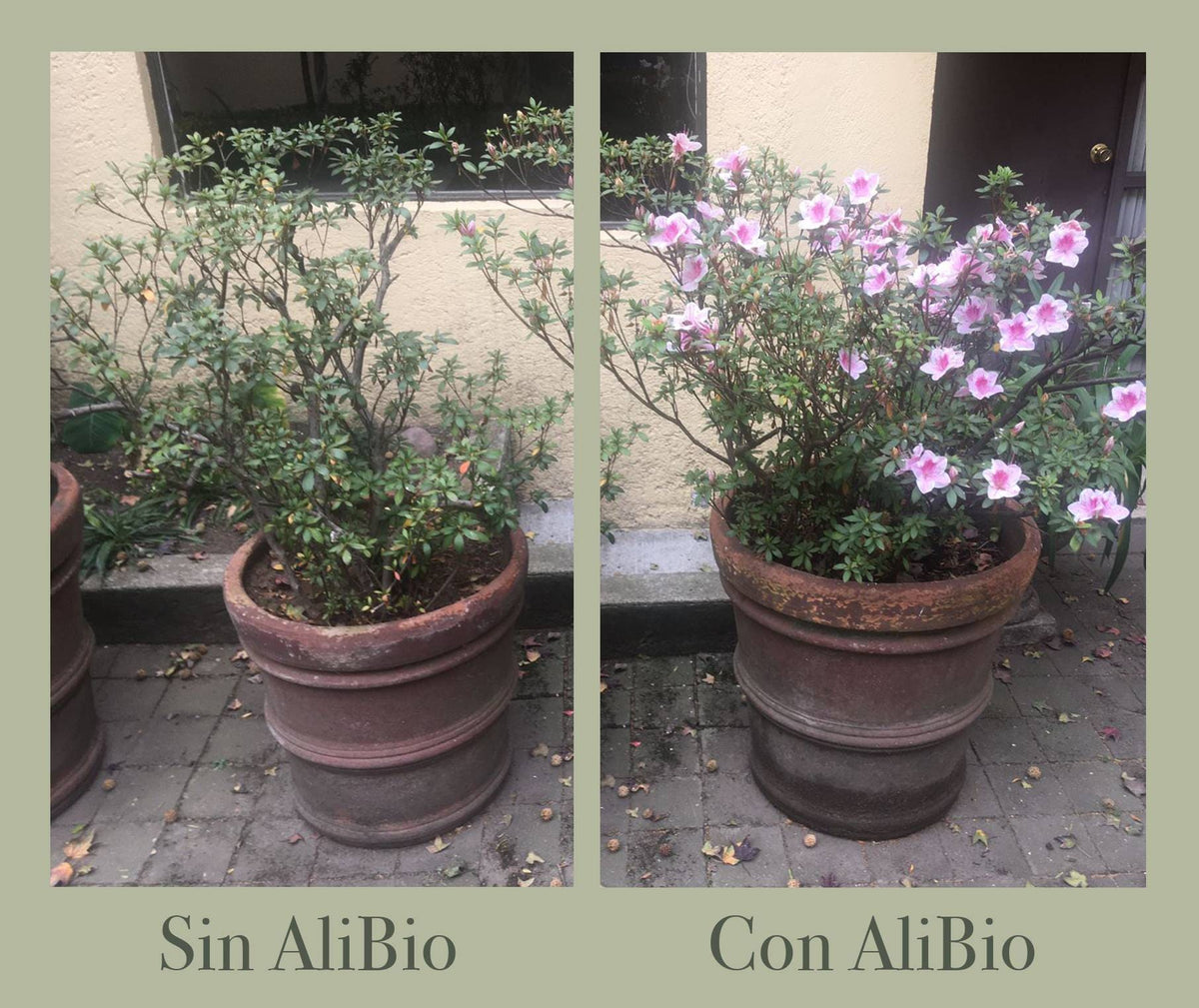Azalea