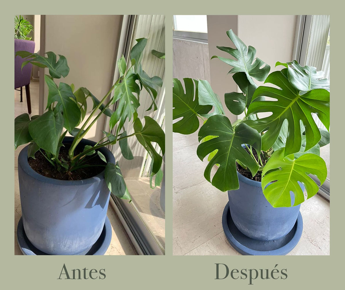 Monstera
