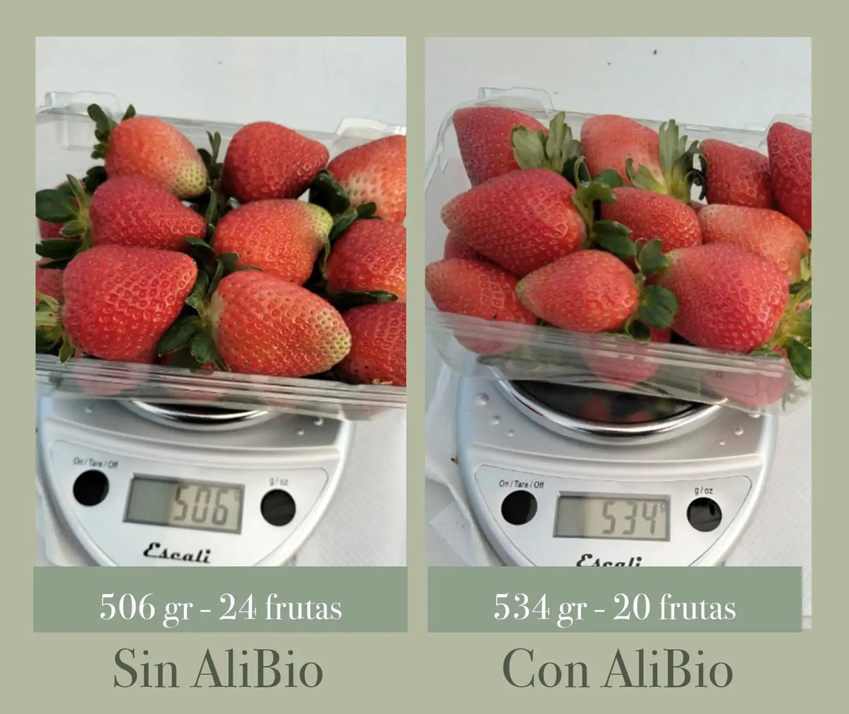 Fresas