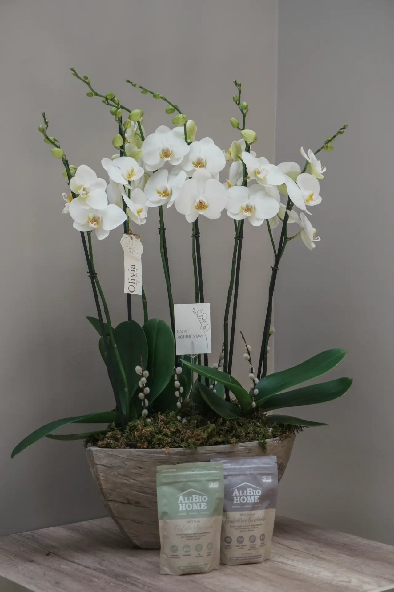 Orquidea en maceta canoa + Kit inicio