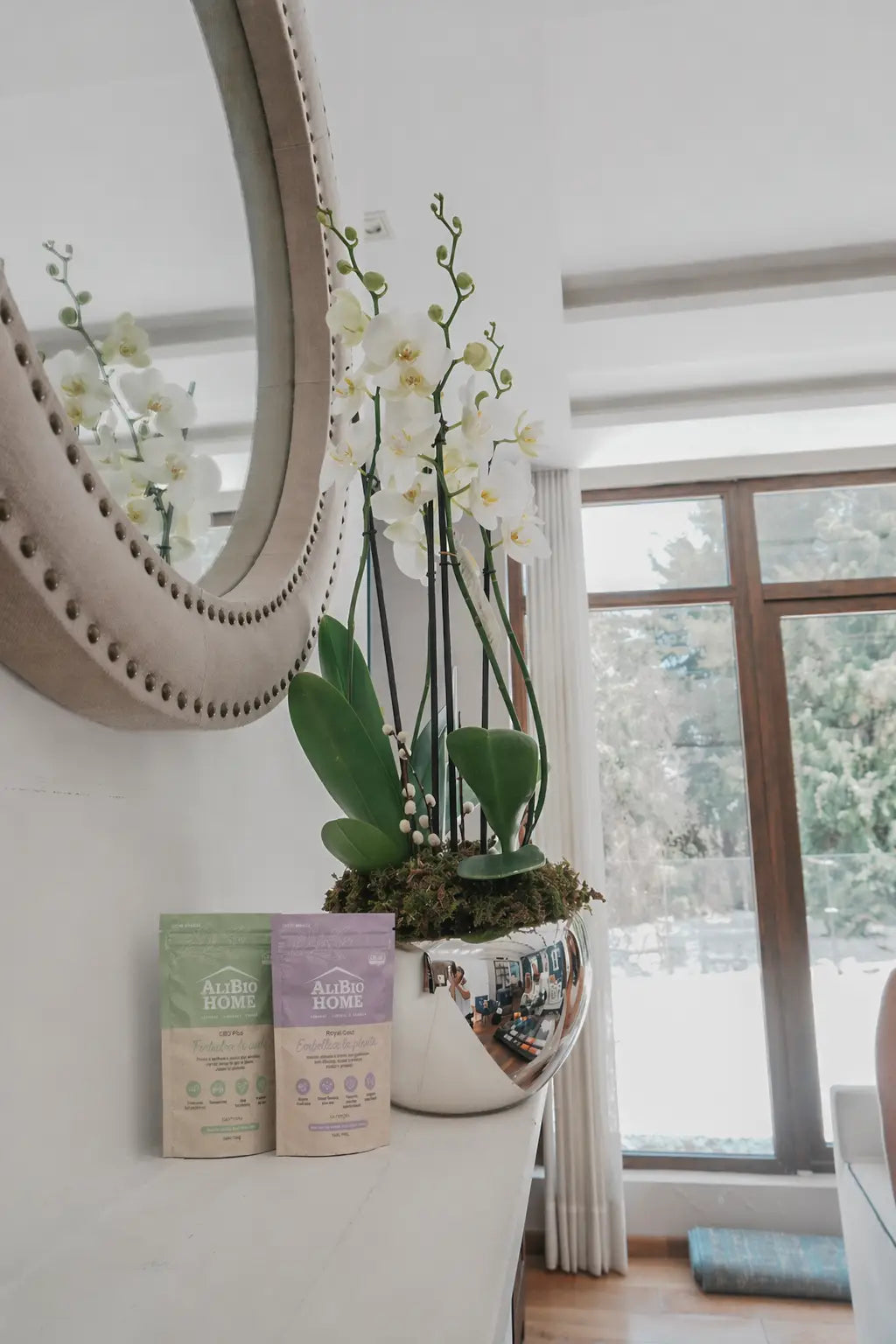 Orquidea en maceta espejo + Kit inicio