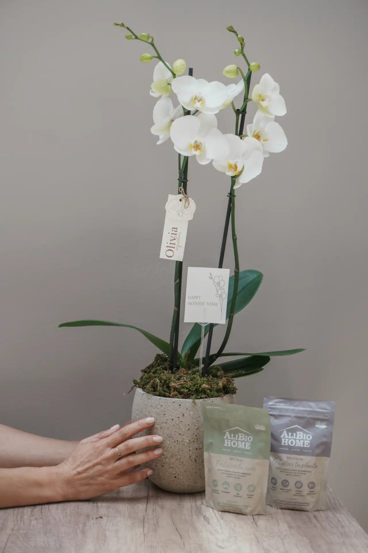 Orquidea en maceta piedra clara + Kit inicio